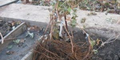 Přesazování hroznů na podzim na nové místo: obchodní podmínky